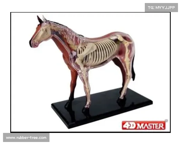 马的脚趾结构解析与其他动物的比较分析