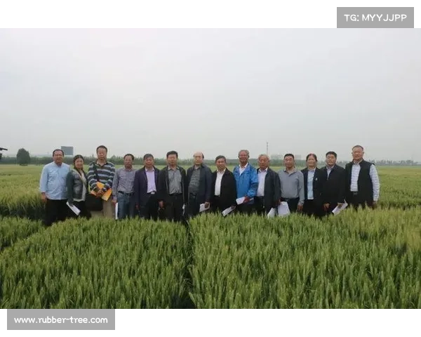 如何提升小麦国家队竞技水平与团队协作能力的策略与技巧分析